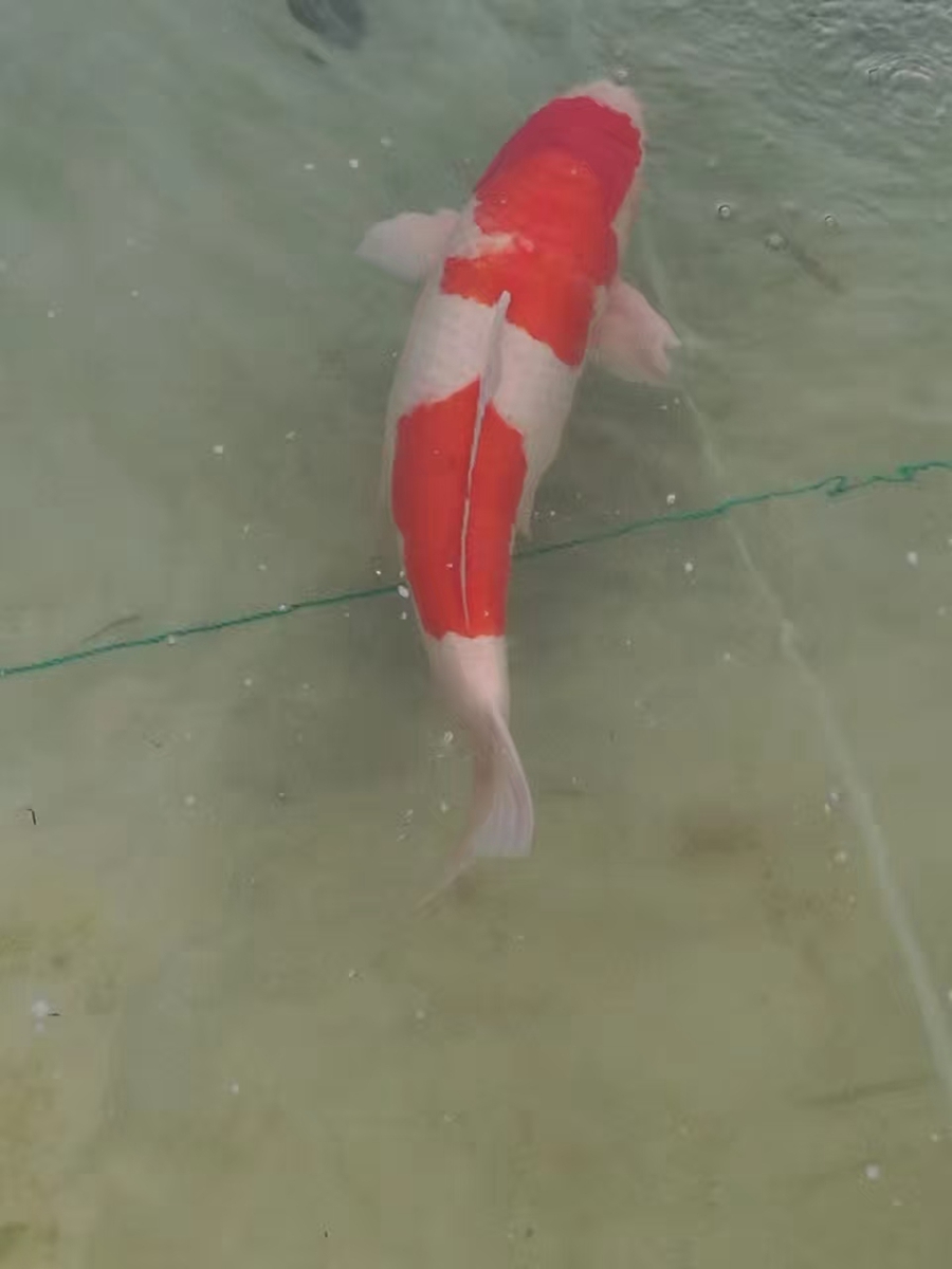 日常销售