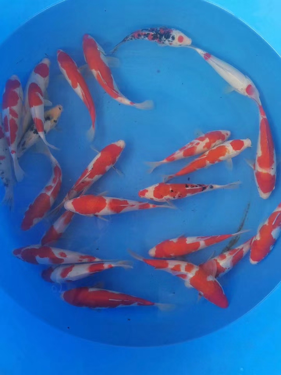 日常销售