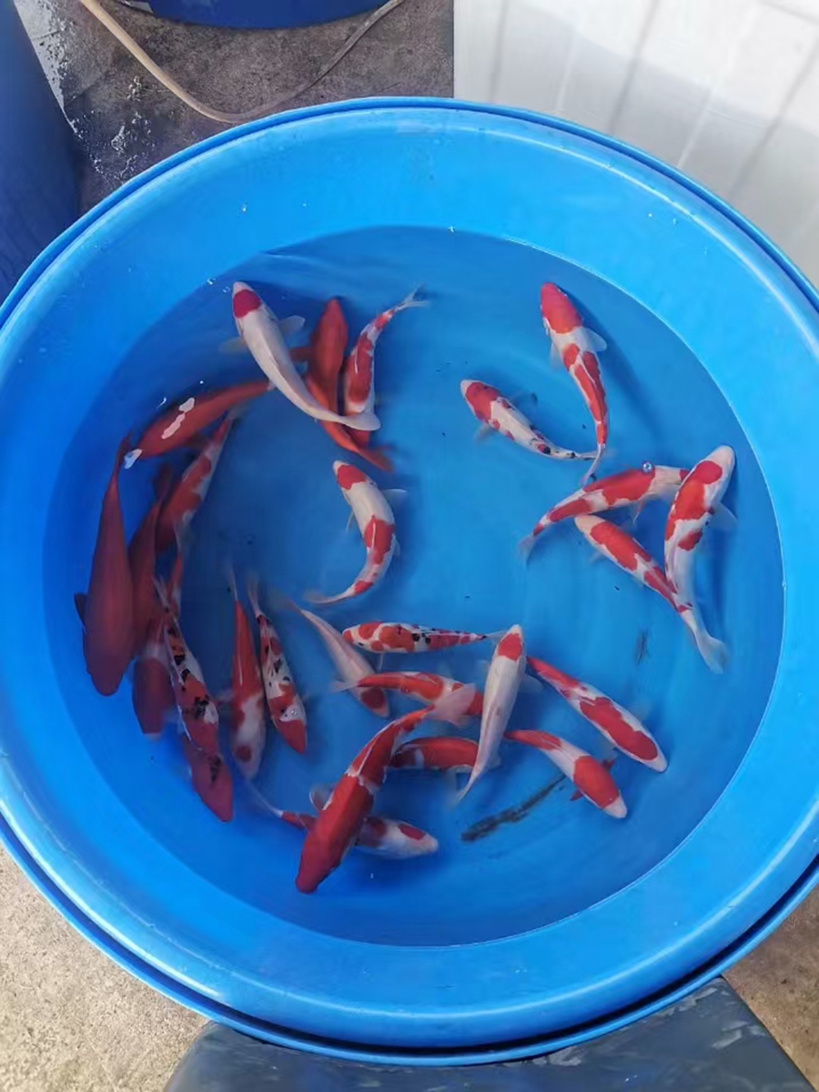 日常销售