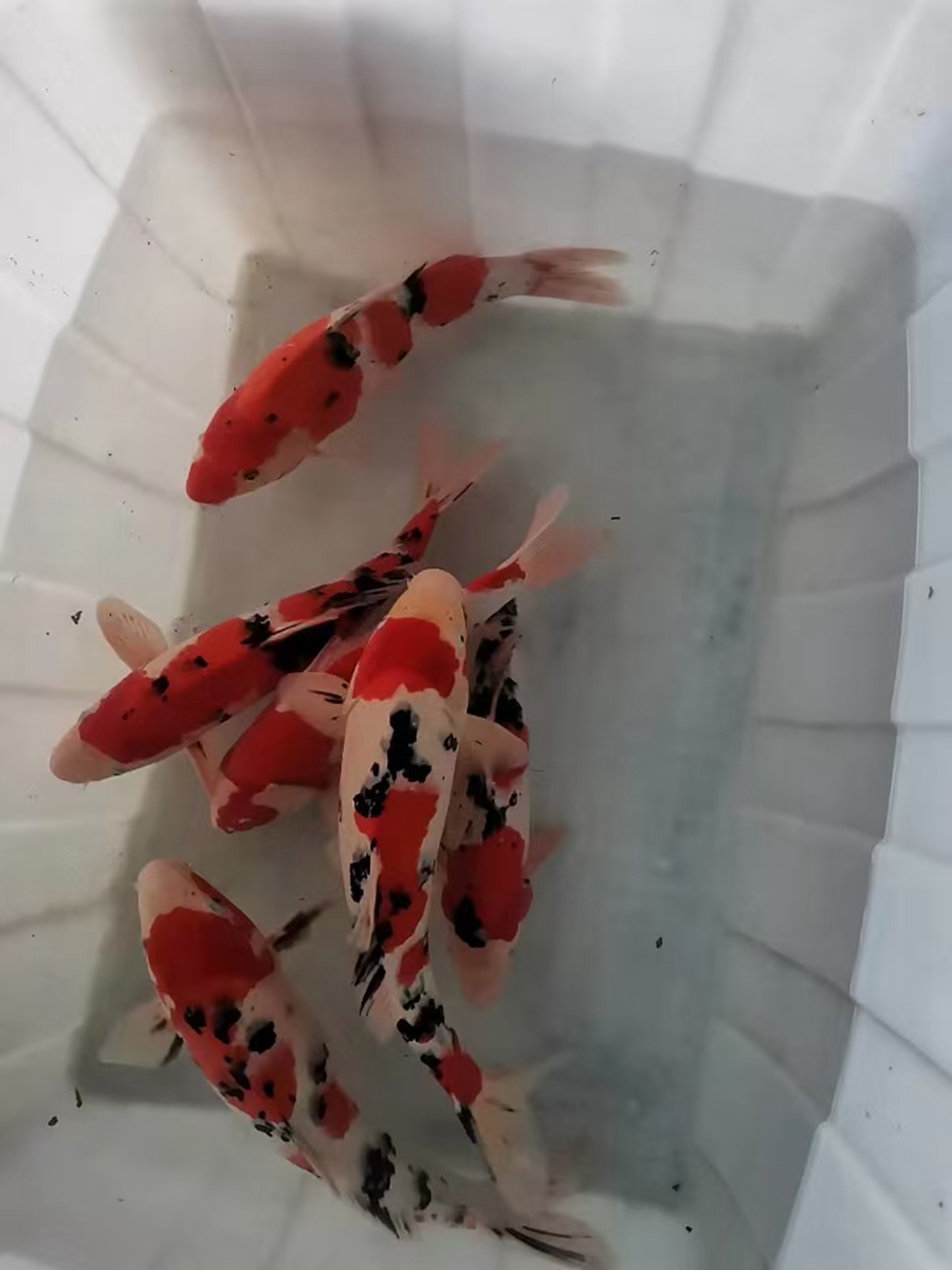 日常销售