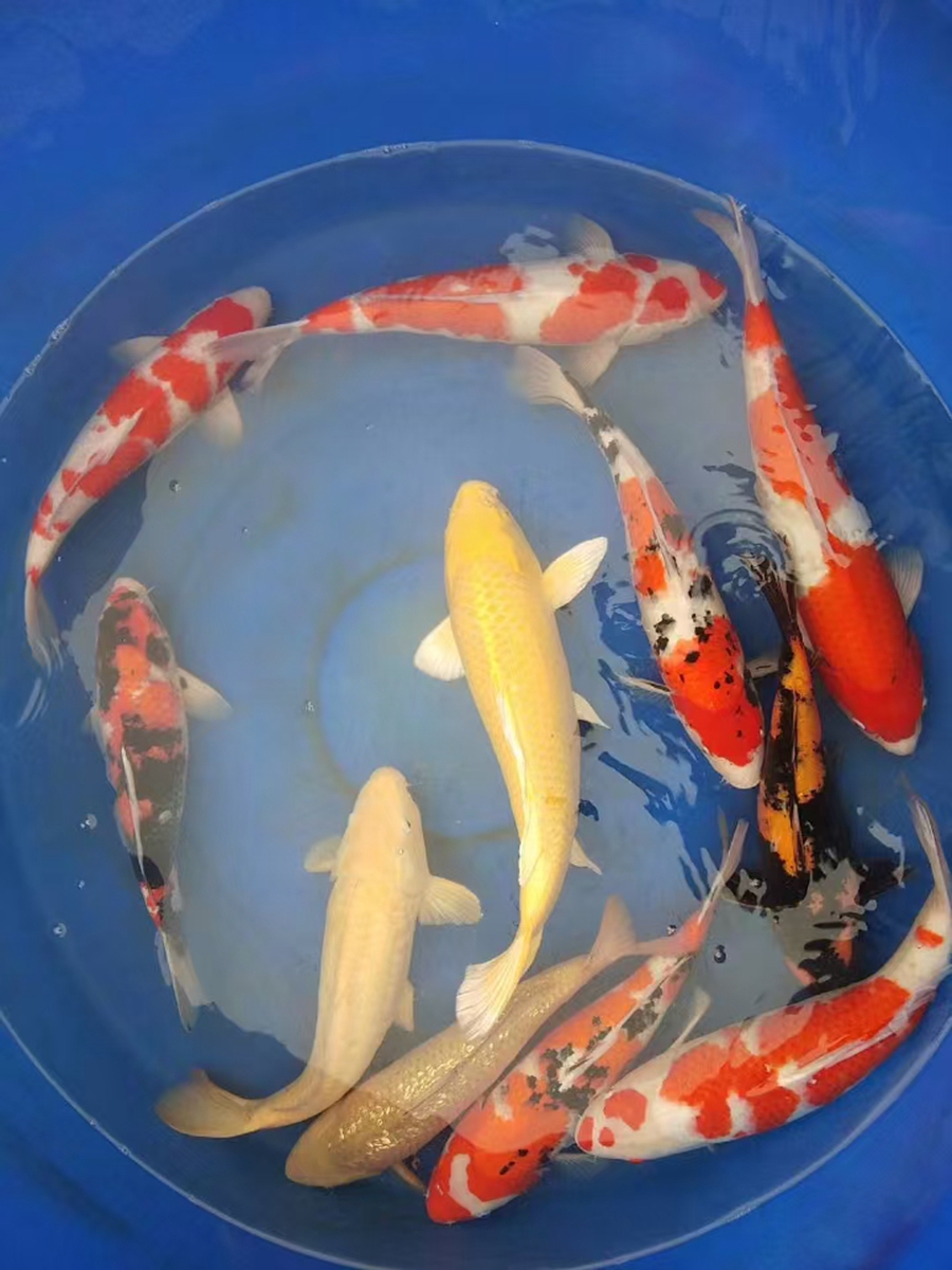 日常销售