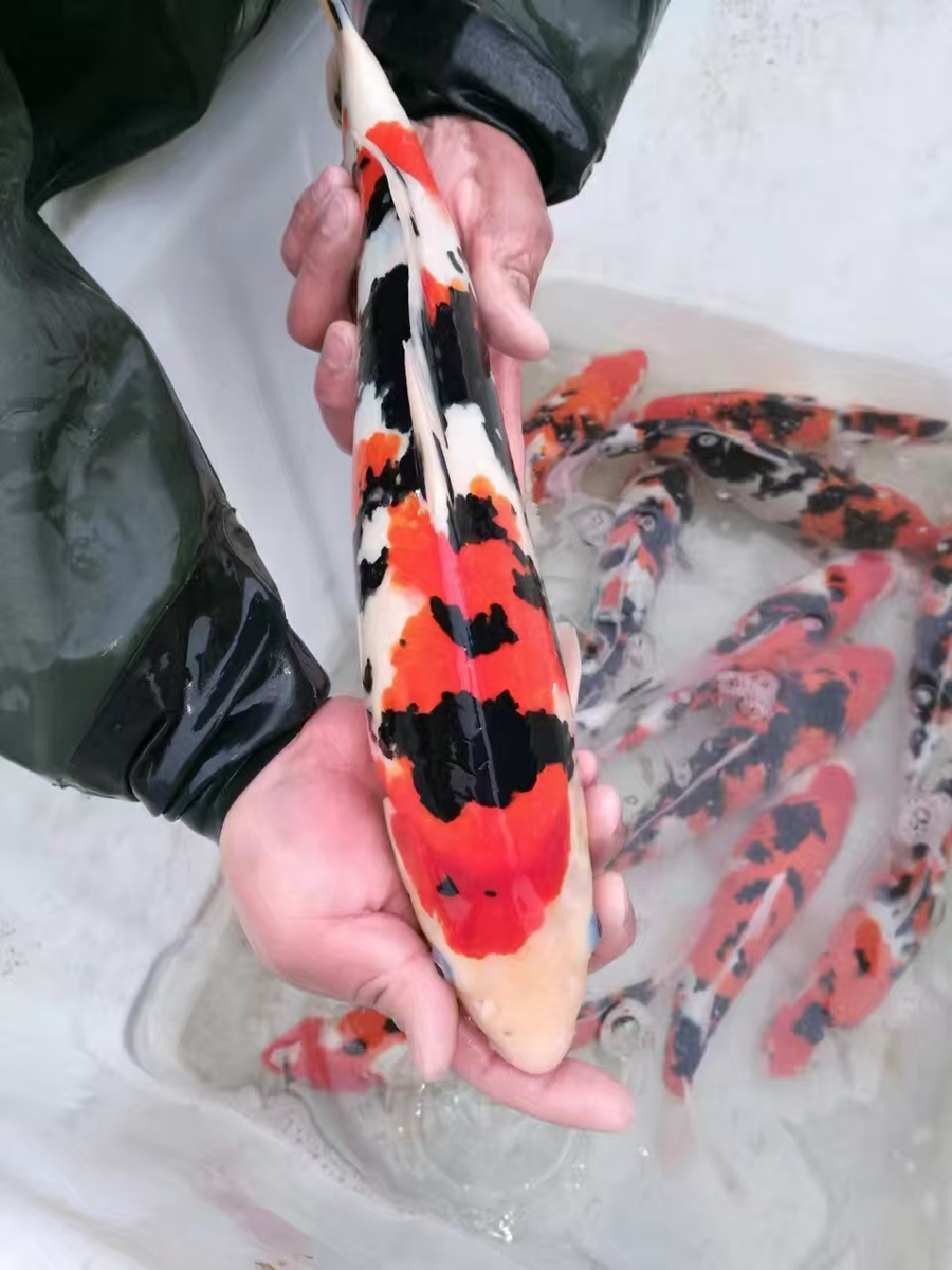 日常销售