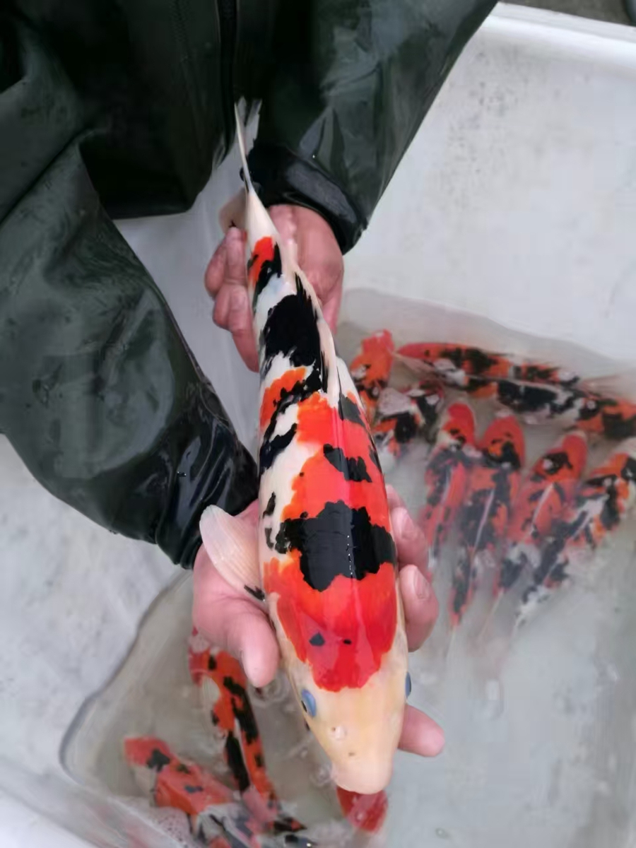 日常销售
