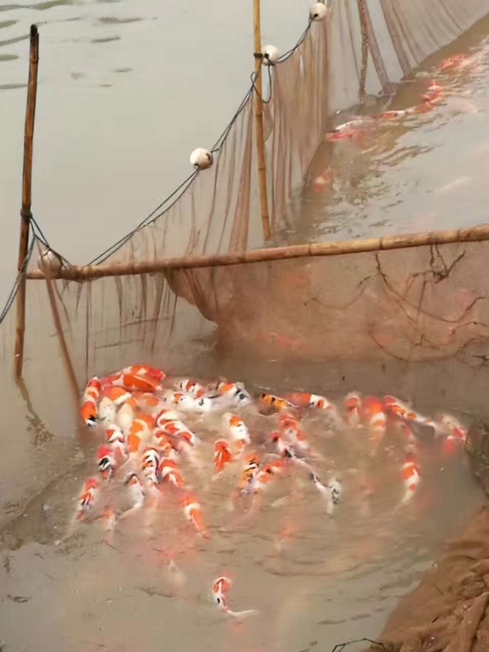 捕捞锦鲤