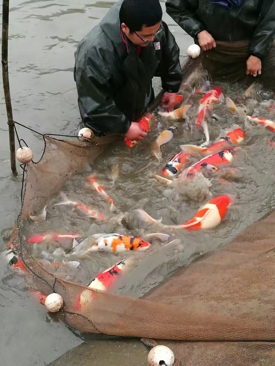 甄选锦鲤