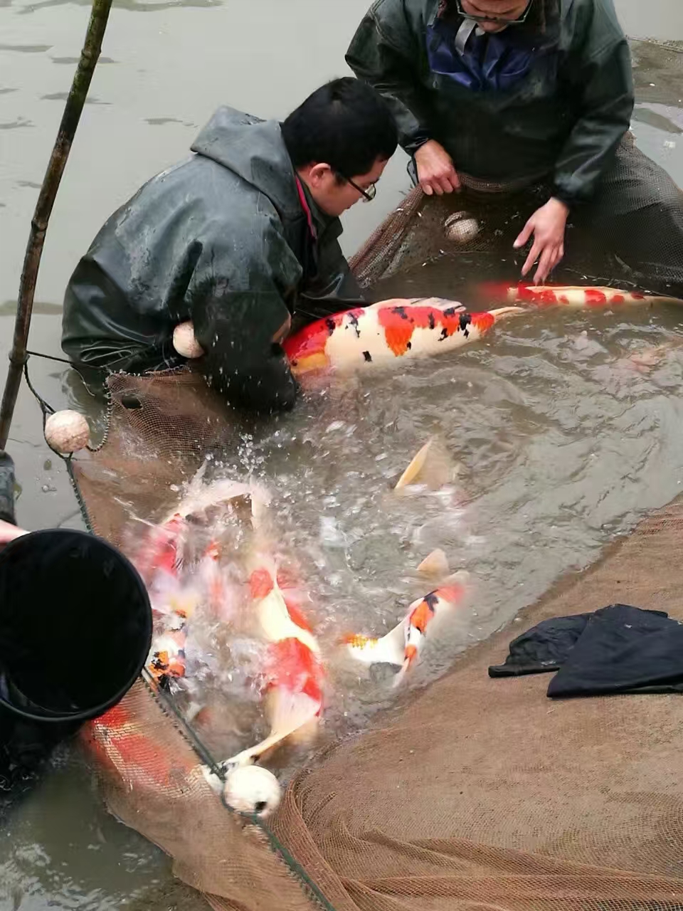甄选锦鲤