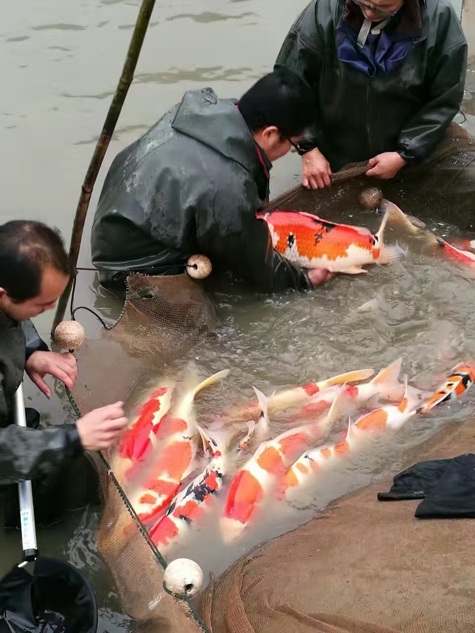 甄选锦鲤