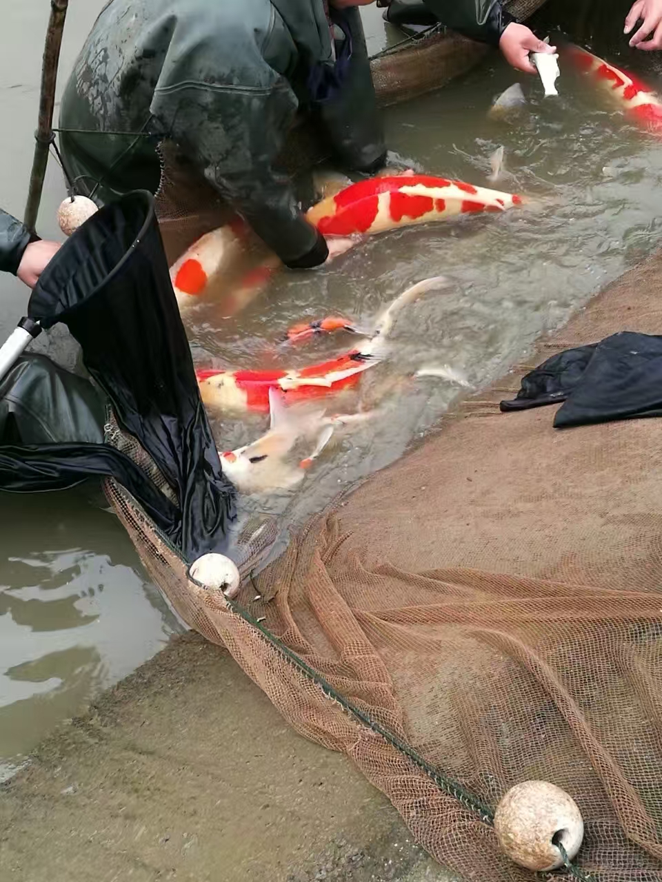 甄选锦鲤