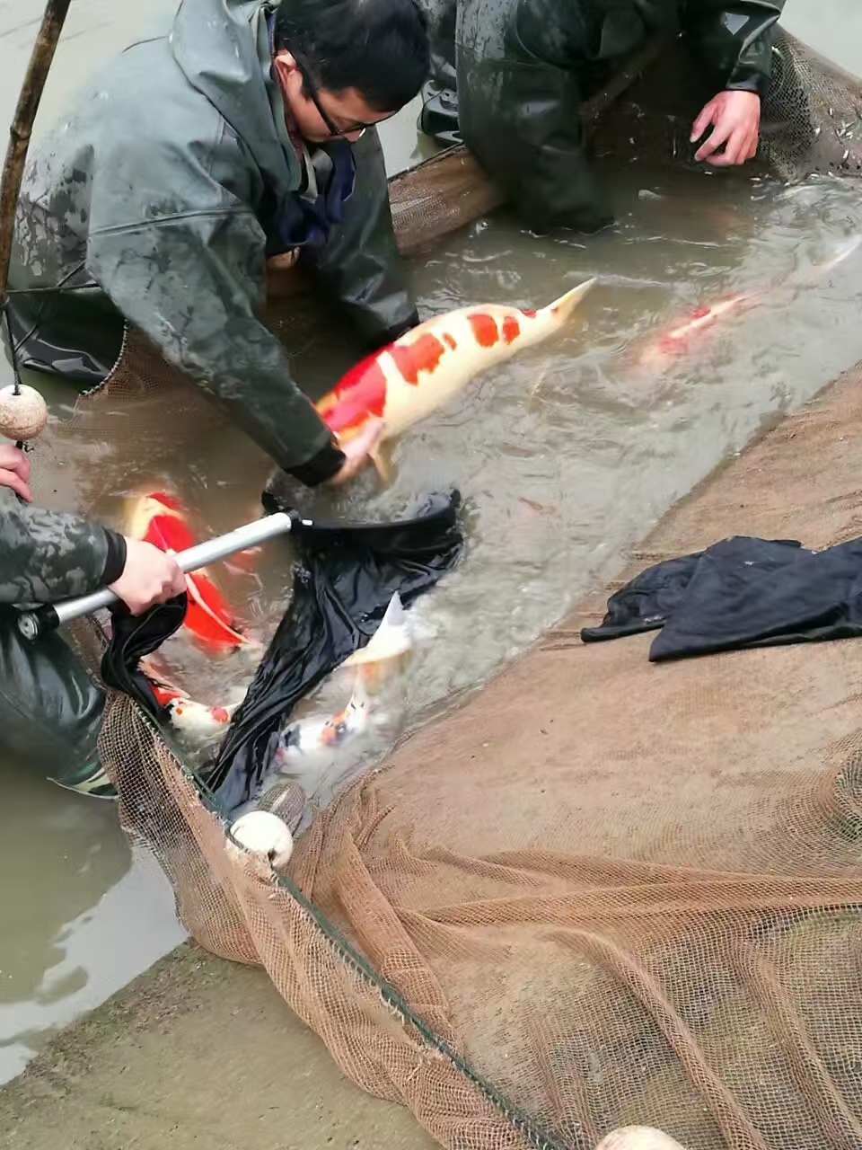 甄选锦鲤