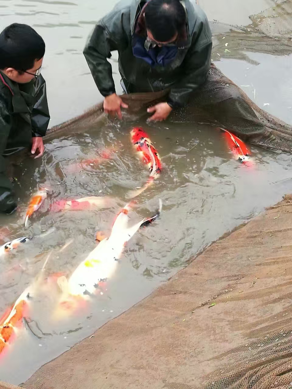 甄选锦鲤
