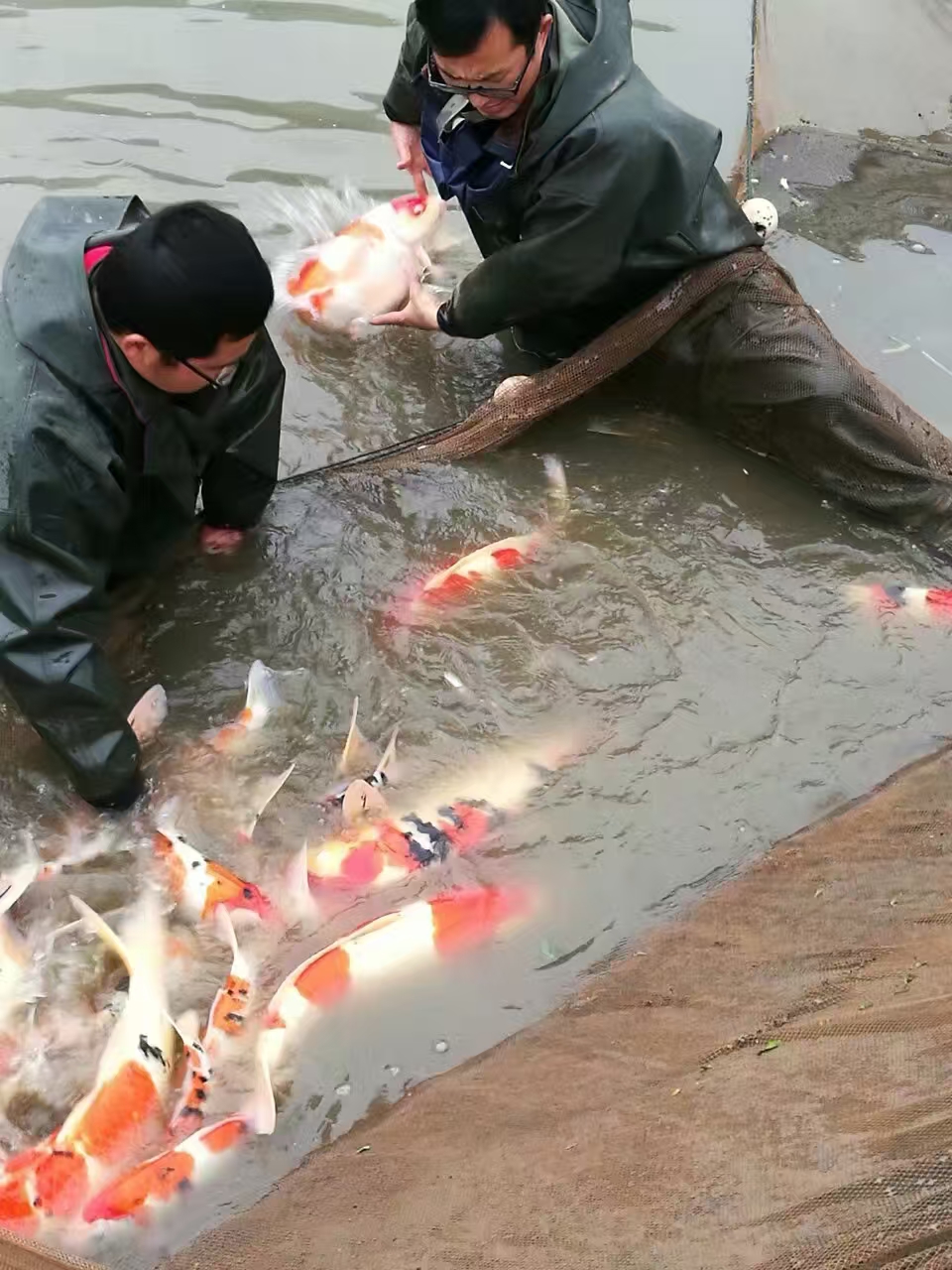 甄选锦鲤