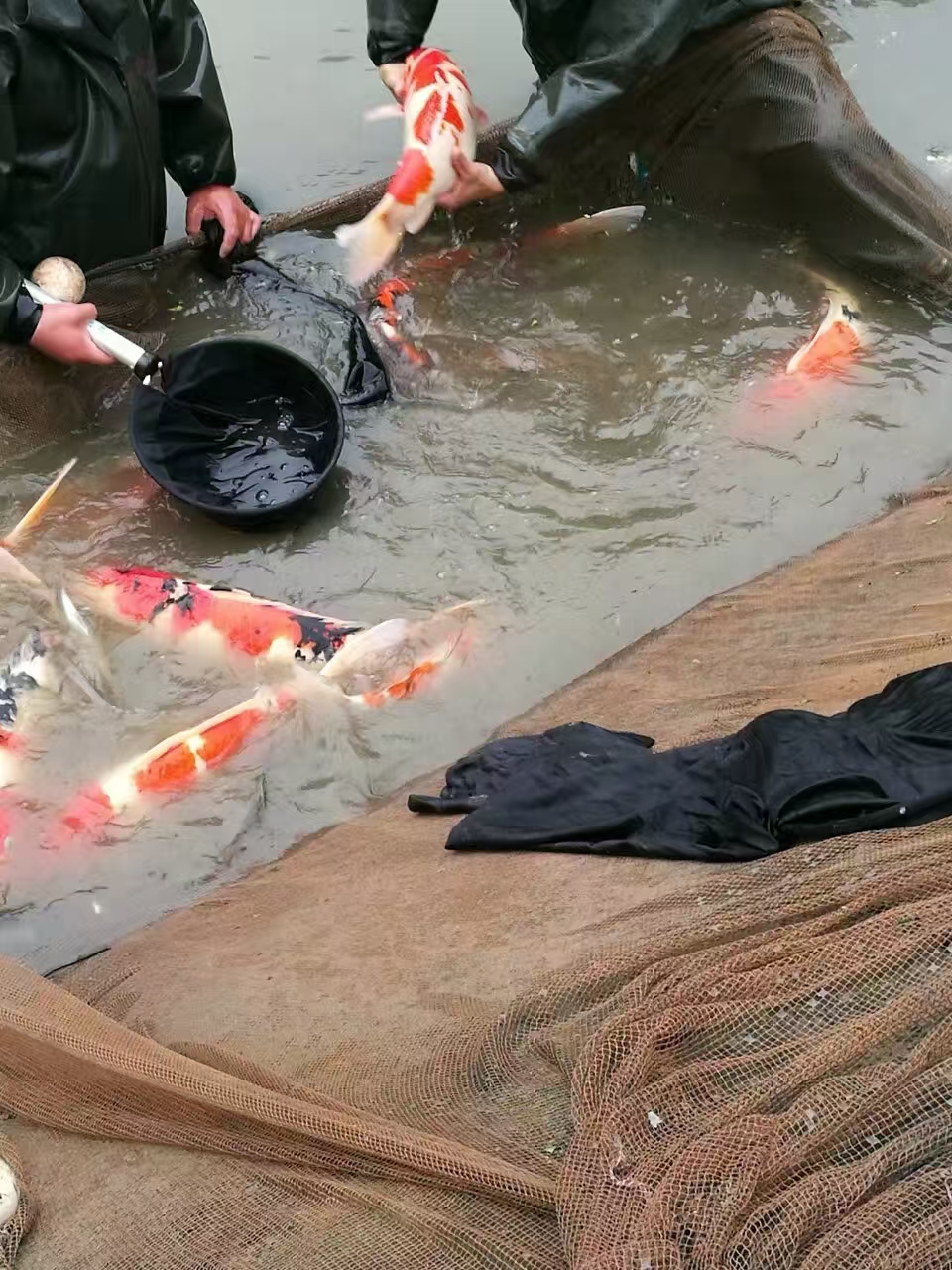 甄选锦鲤