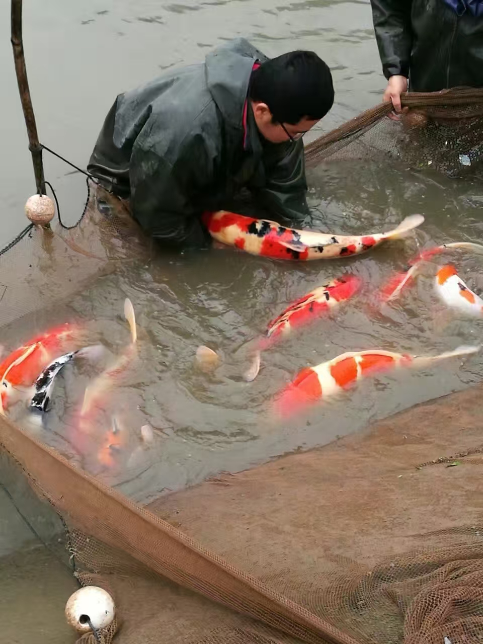 甄选锦鲤