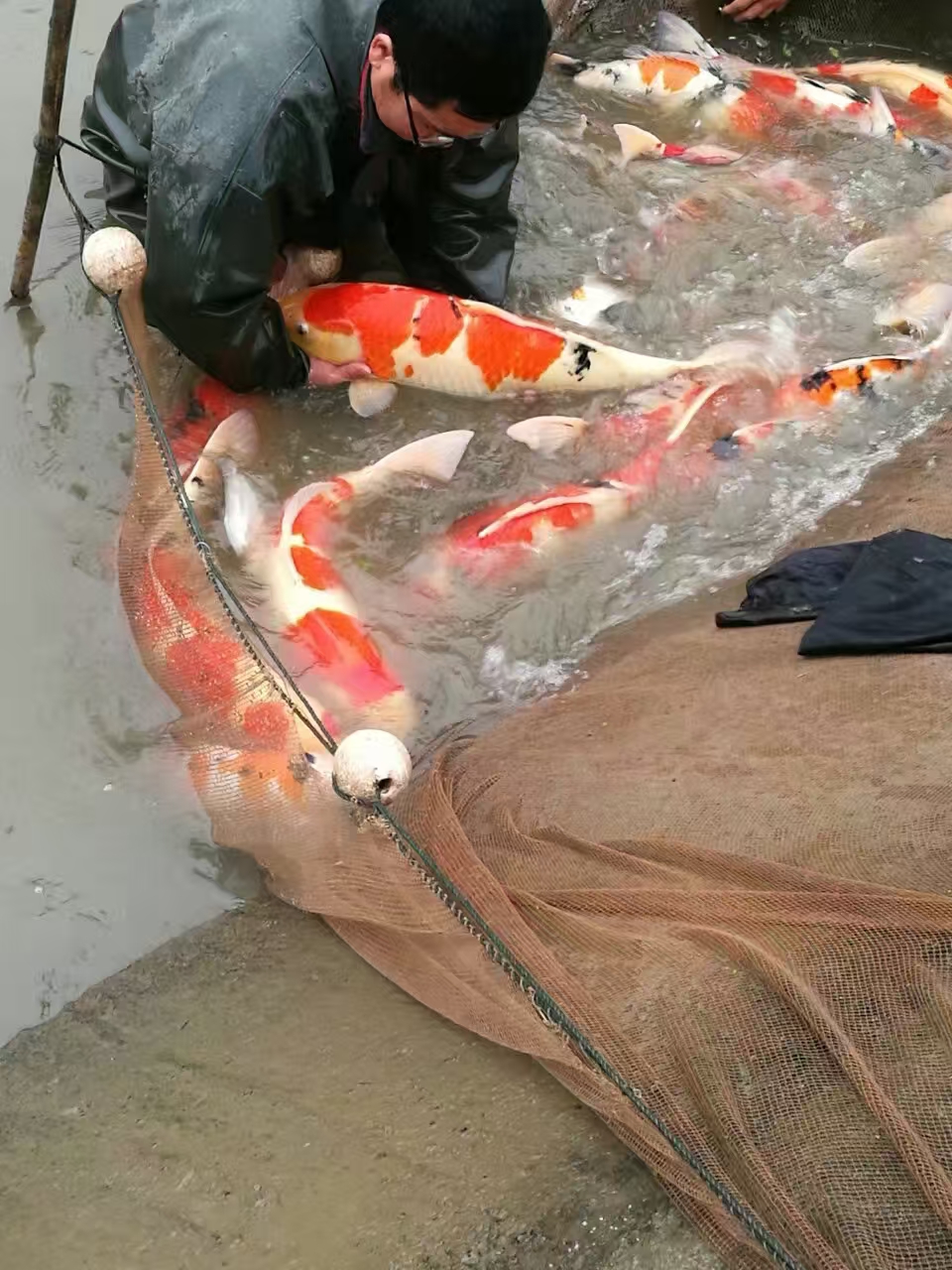 甄选锦鲤