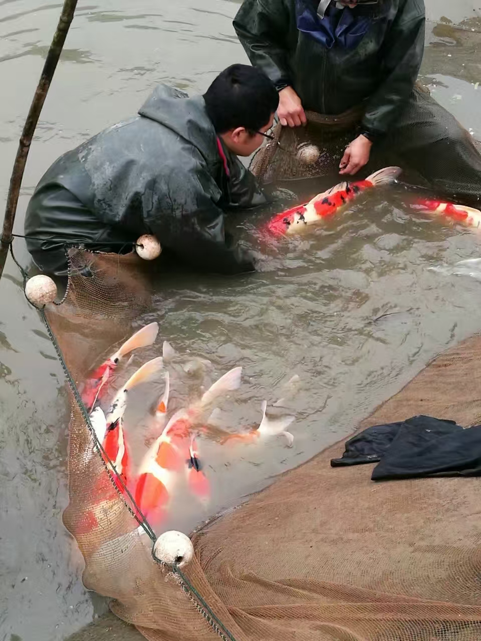 甄选锦鲤