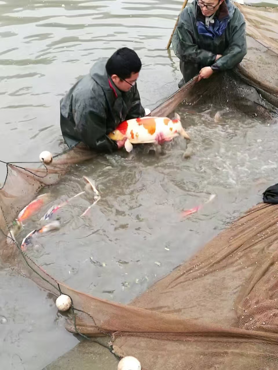 甄选锦鲤