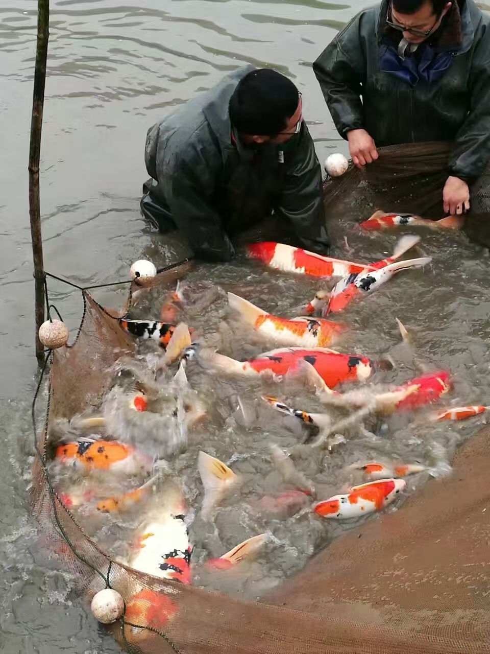甄选锦鲤