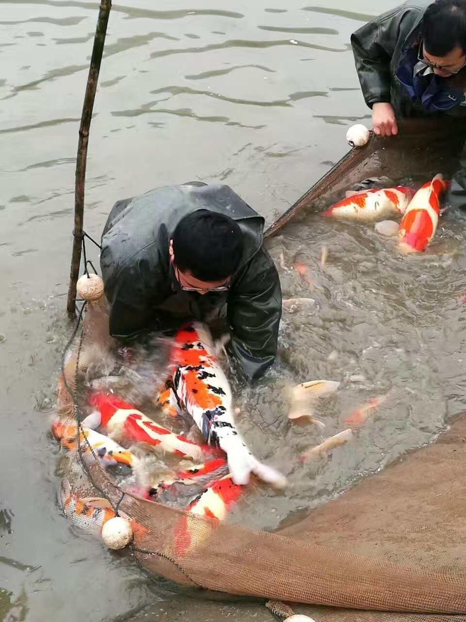 甄选锦鲤