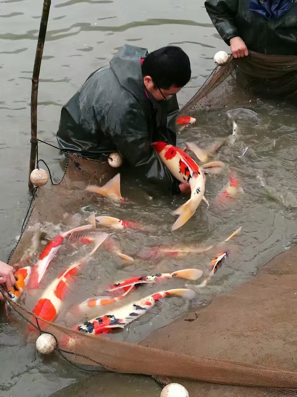 甄选锦鲤