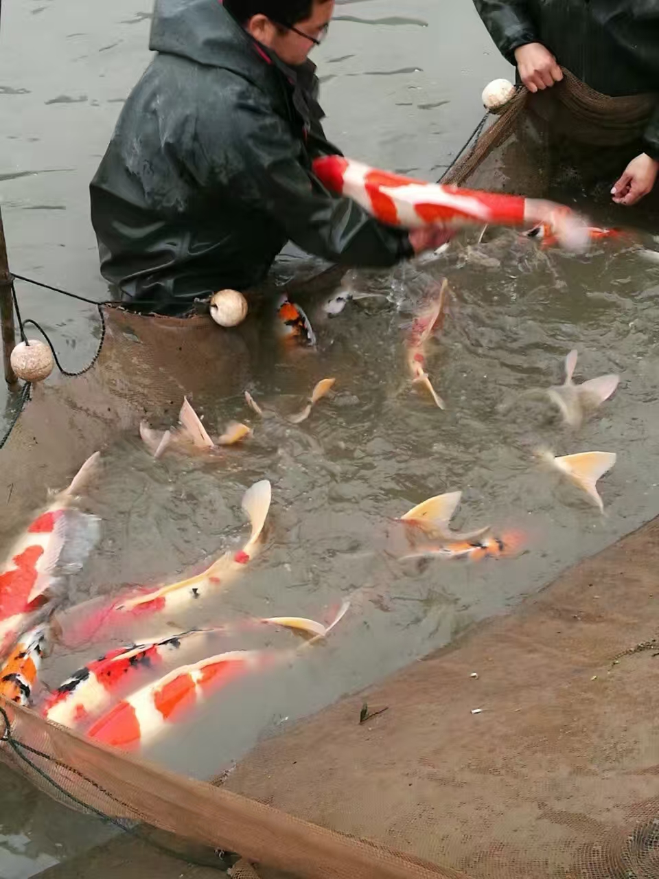 甄选锦鲤