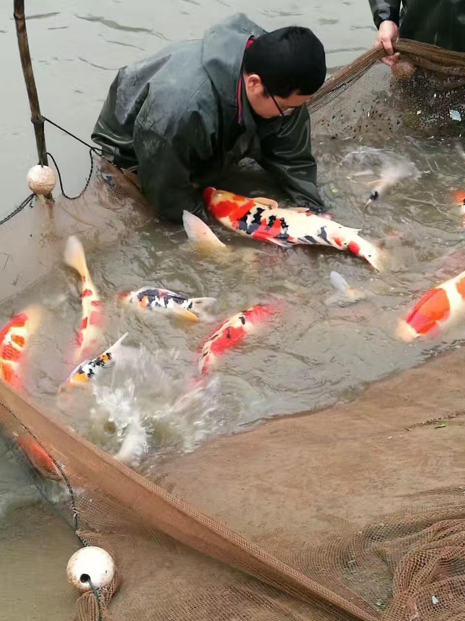 甄选锦鲤