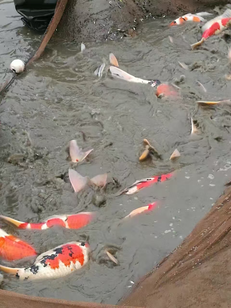 甄选锦鲤