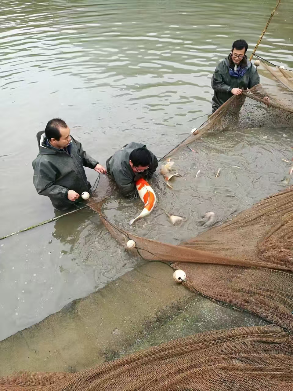 甄选锦鲤