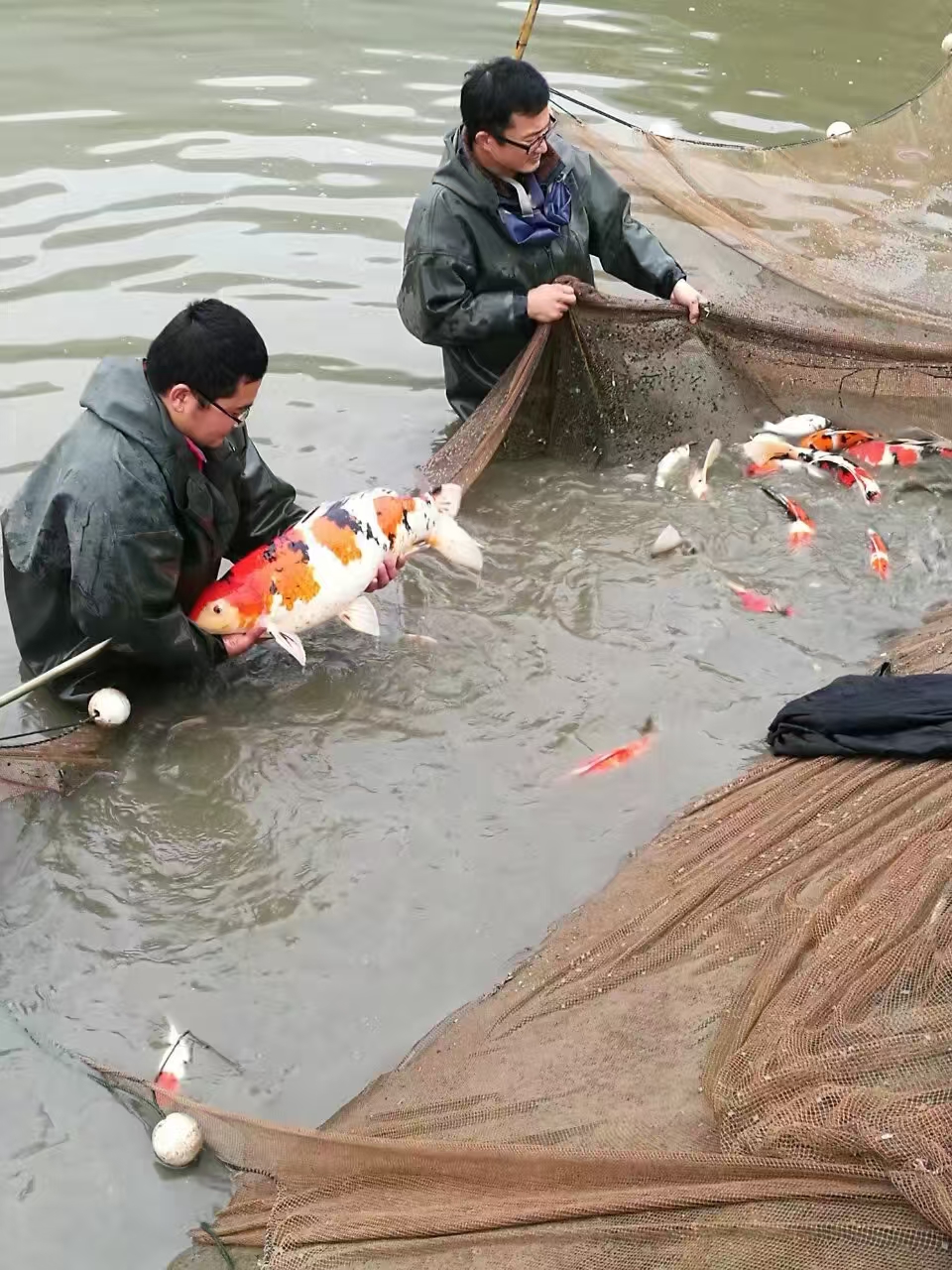 甄选锦鲤
