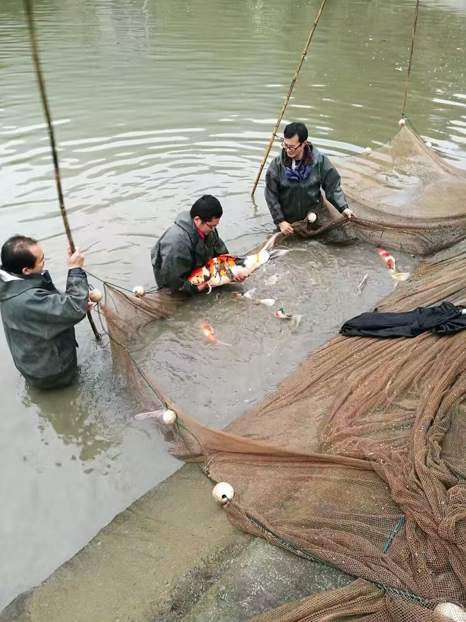 甄选锦鲤