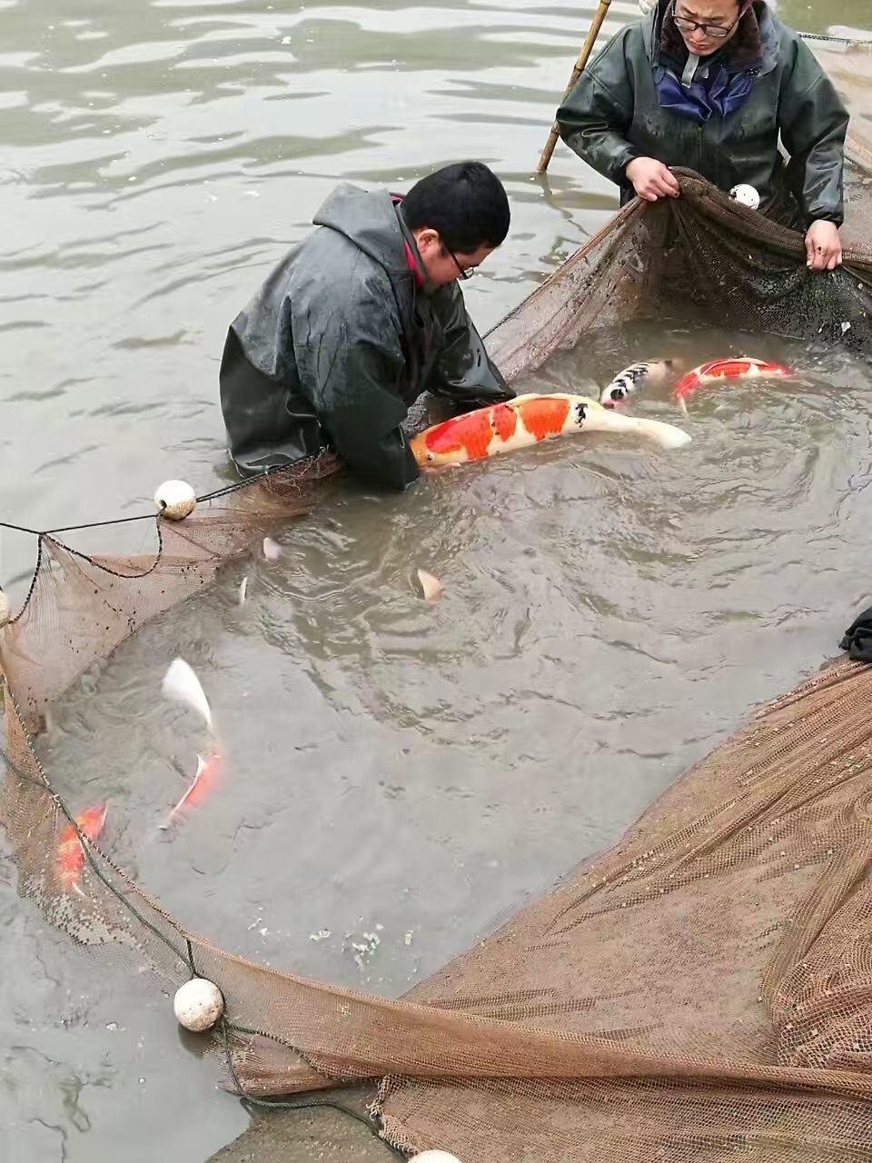 甄选锦鲤