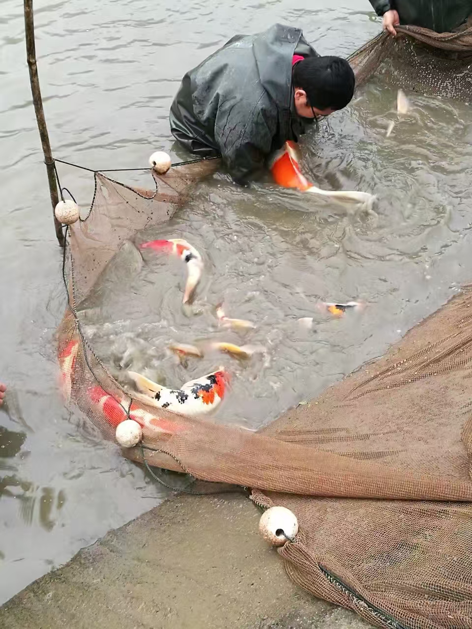 甄选锦鲤