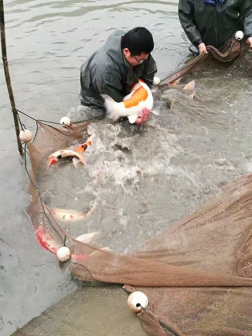 甄选锦鲤